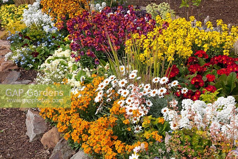 Bed in spring with Erysimum Mango Dwarf, Erysimum Winter Orchid, Primula Belarina, Iberis, Leucanthemum 