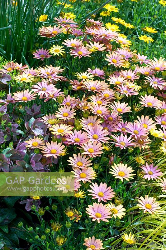 Cape daisy, Osteospermum Summersmile Sunrise 