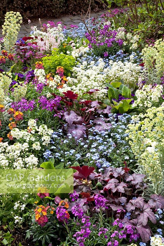 Spring bed with Tiarella, Heuchera, Euphorbia, Erysimum, Myosotis Myomark, Arabis 