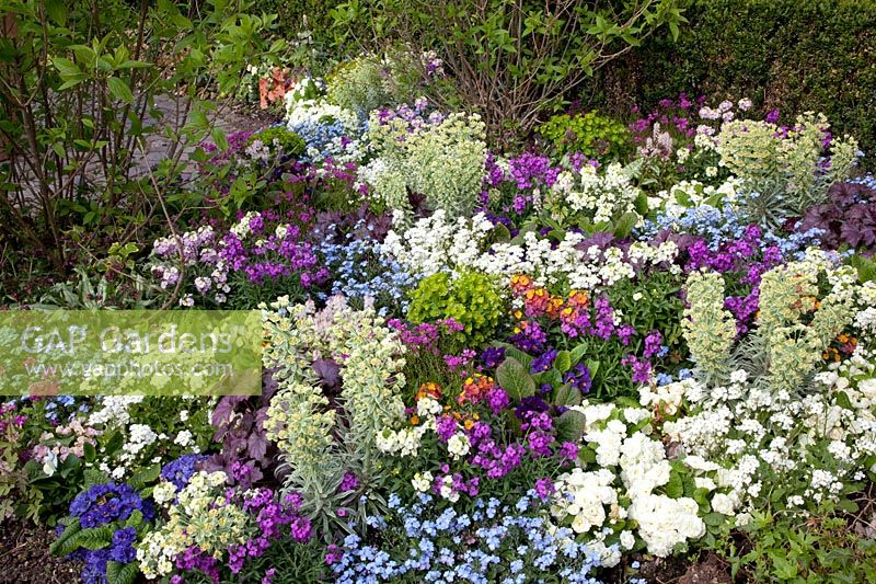 Spring bed with Tiarella, Heuchera, Euphorbia, Erysimum, Myosotis Myomark, Arabis, Primula Belarina 