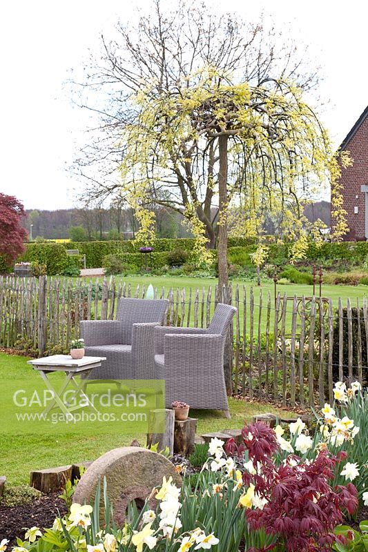 Seating under pagoda tree, Sophora japonica Pendula 