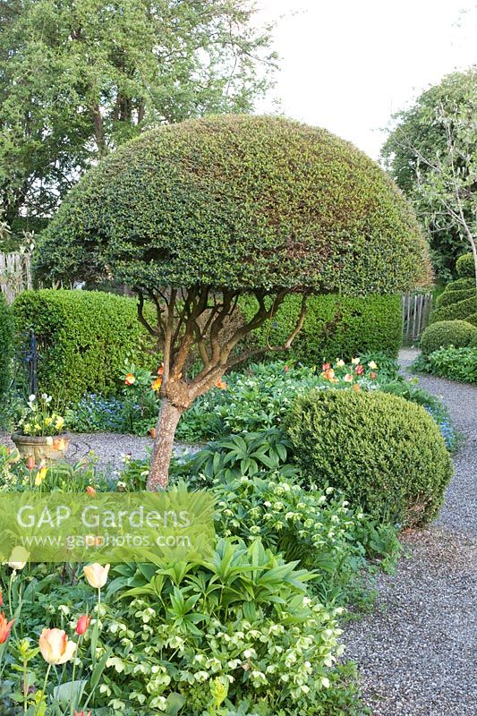 Standard tree made of Buxus 