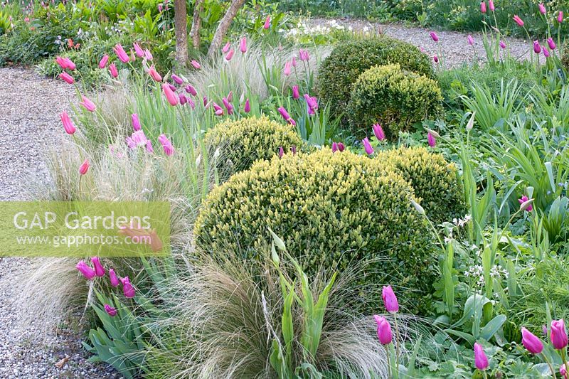 Bed with Buxus, Nasella tenuissima, Tulipa Jacqueline, Tulipa Mariette 