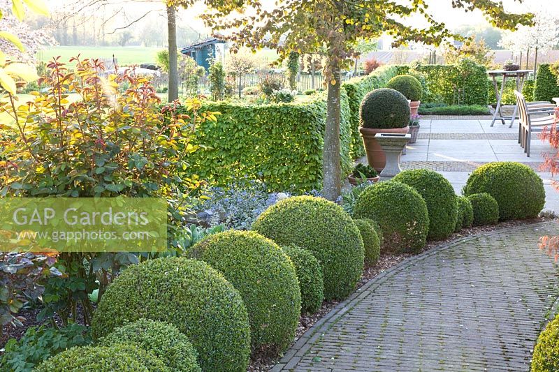 Path to the terrace lined with boxwood balls 