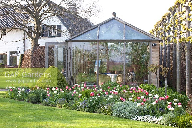 Winter garden and bed with bulbous plants, Tulipa Pink Impression, Tulipa White Emperor 