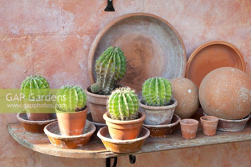 Cactus collection 