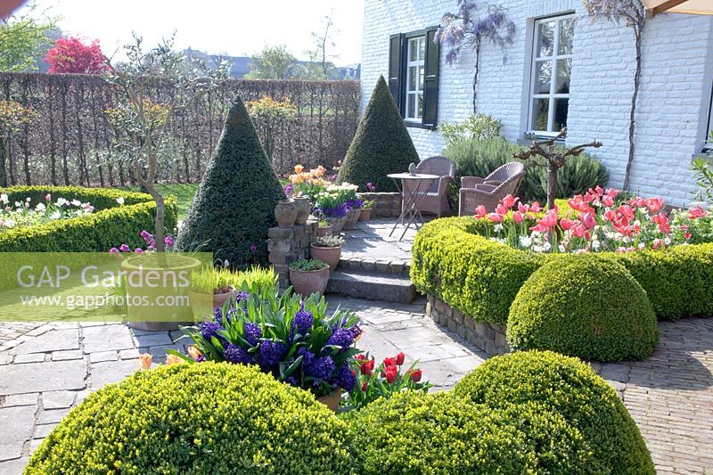 Terrace with topiary trees in spring, Taxus, Buxus, Tulipa Pink Impression 