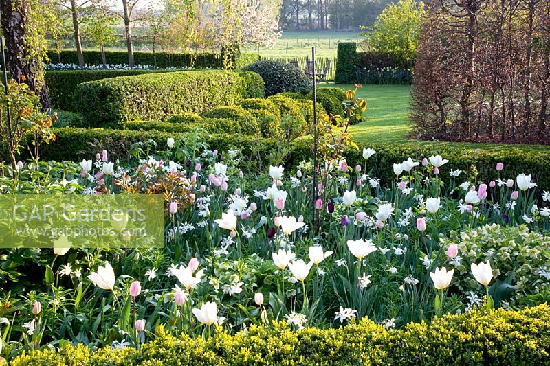 Bed with Tulipa Purissima, Tulipa Havran, Tulipa Ganders Rhaphsody, Narcissus Thalia 