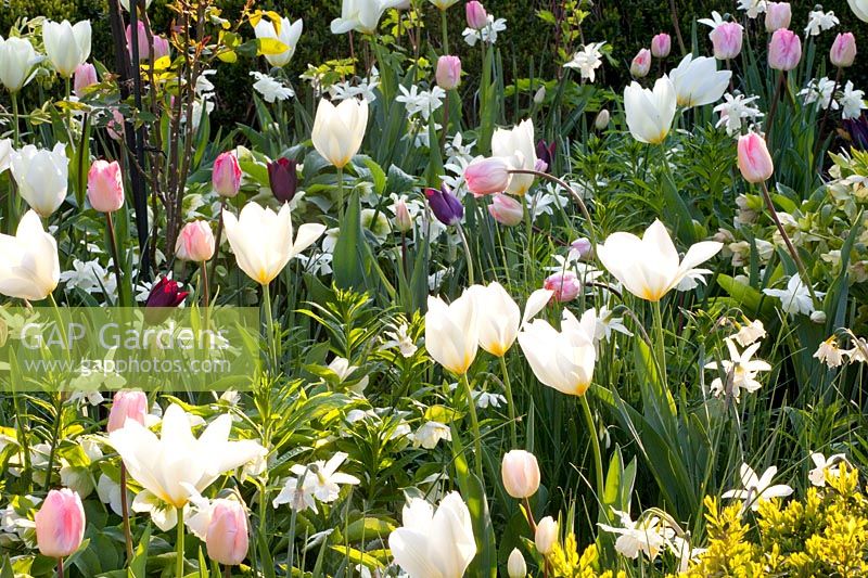 Bed with Tulipa Purissima, Tulipa Havran, Tulipa Ganders Rhaphsody, Narcissus Thalia 