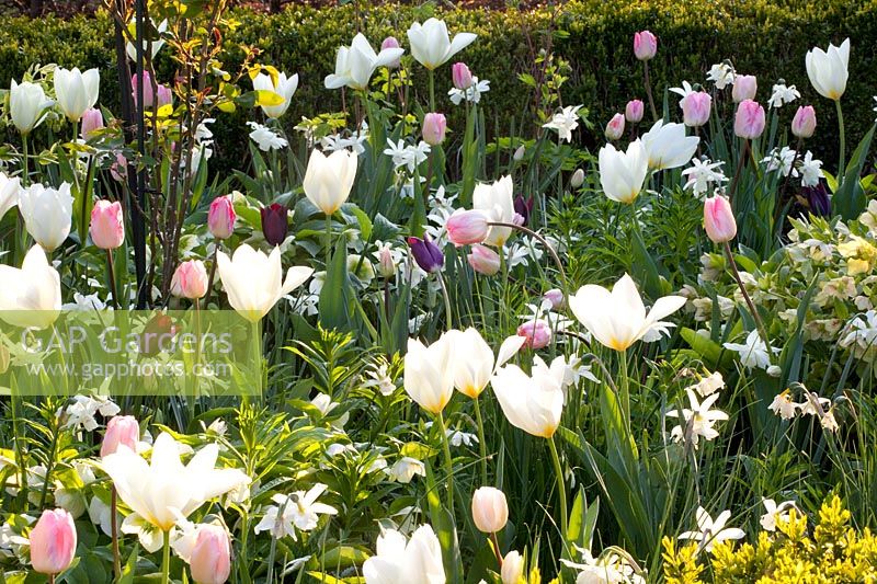 Bed with Tulipa Purissima, Tulipa Havran, Tulipa Ganders Rhaphsody, Narcissus Thalia 