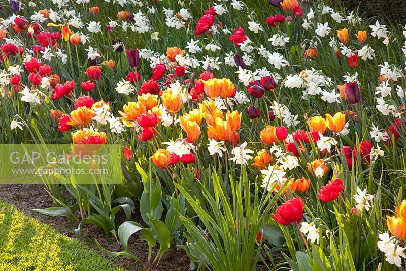 Combination with tulips, Narcissus Thalia, Tulipa Red Princess, Tulipa Orange Princess, Tulipa Princess Irene, Tulipa Jan Reus, Tulipa Havran, Tulipa Navona 