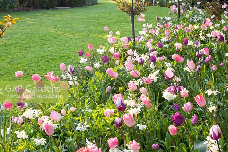 Bed with bulbous plants, Narcissus Thalia, Tulipa Ganders Rhaphsody, Tulipa Negrita, Tulipa Zurel, Tulipa Finola, Tulipa Fancy Frills 