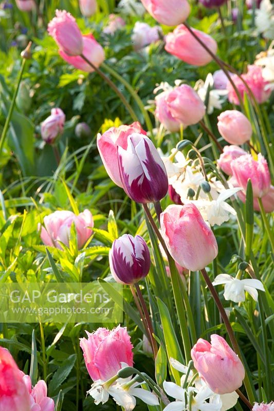 Bed with bulbous plants, Narcissus Thalia, Tulipa Ganders Rhaphsody, Tulipa Zurel, Tulipa Fancy Frills 