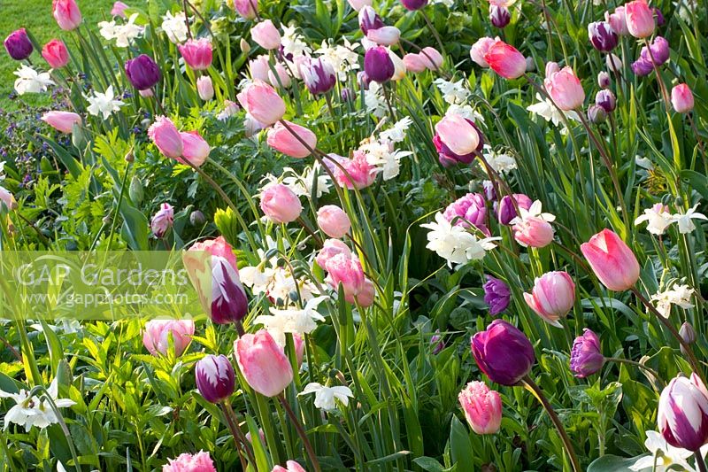 Bed with bulbous plants, Narcissus Thalia, Tulipa Ganders Rhaphsody, Tulipa Negrita, Tulipa Zurel, Tulipa Finola, Tulipa Fancy Frills 