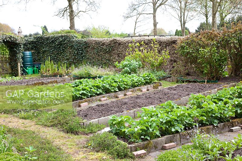 Vegetable garden in spring with strawberries, Fragaria 