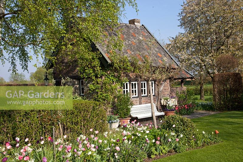 Bed with bulbous plants in front of the garden house, Narcissus Thalia, Tulipa Ganders Rhaphsody, Tulipa Negrita, Tulipa Zurel, Tulipa Finola, Tulipa Fancy Frills 