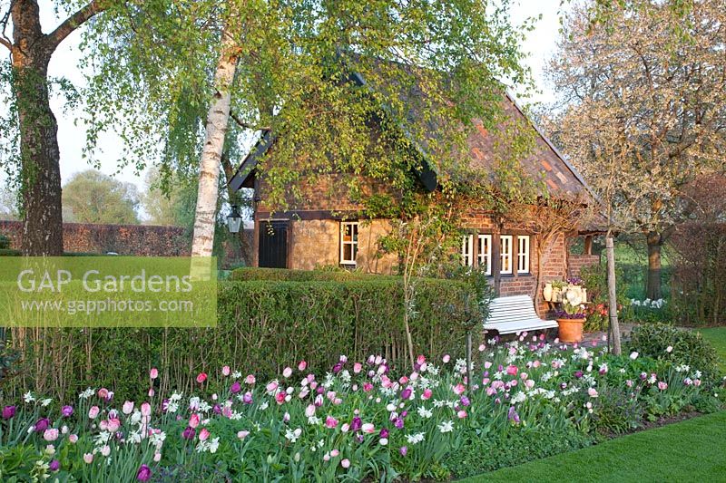 Bed with bulbous plants in front of the garden house, Narcissus Thalia, Tulipa Ganders Rhaphsody, Tulipa Negrita, Tulipa Zurel, Tulipa Finola, Tulipa Fancy Frills 