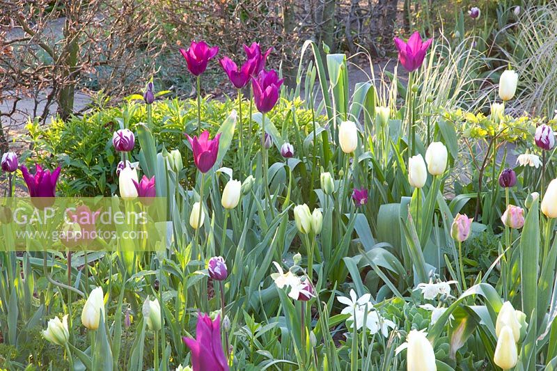 Tulipa, Narcissus Thalia 