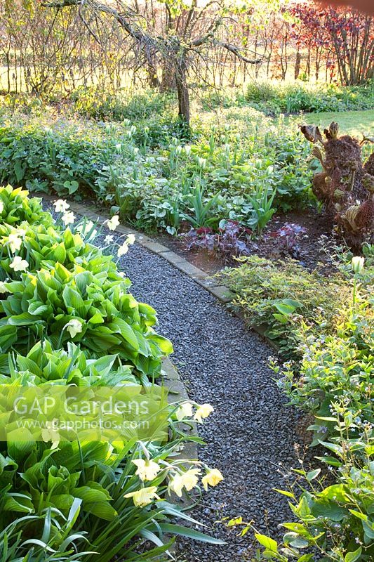Woodland edge with ground cover 