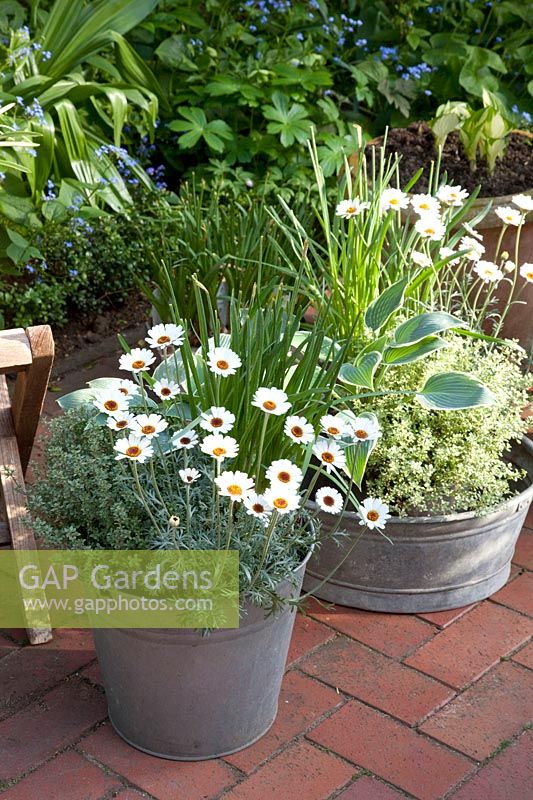 Pot garden with Hosta tardiana El Nino, Thymus, Rodanthemum hosmariense Casablanca 