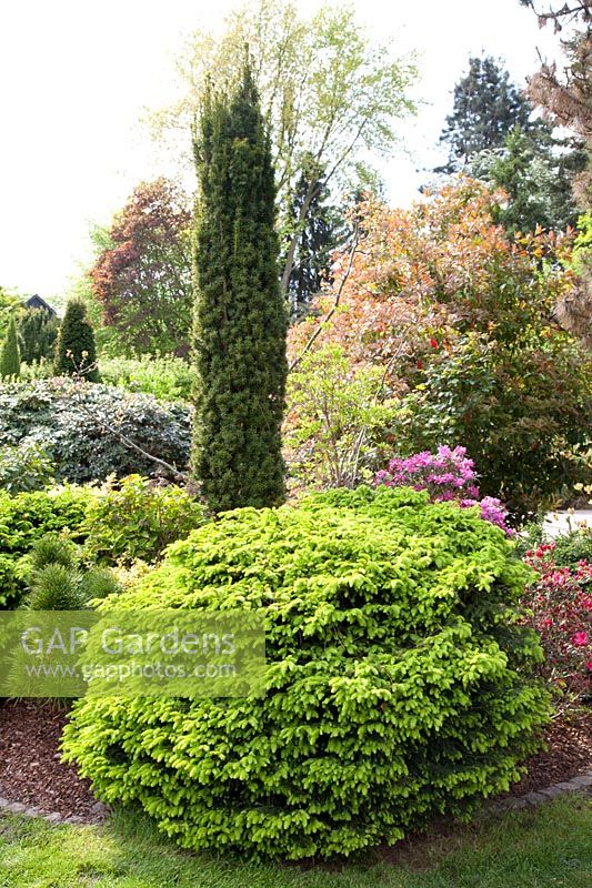 Sugarloaf spruce and columnar yew, Picea glauca, Taxus baccata Fastigiata 