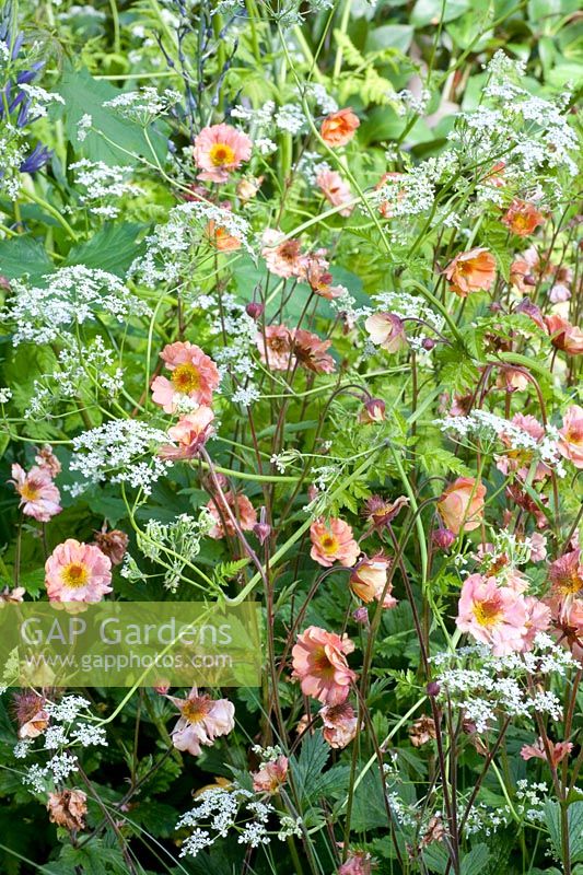 Avens, Geum chiloense Mai Tai 