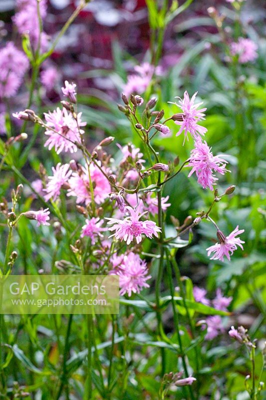 Cuckoo Campion, Lychnis flos-cuculi Petite Jenny 