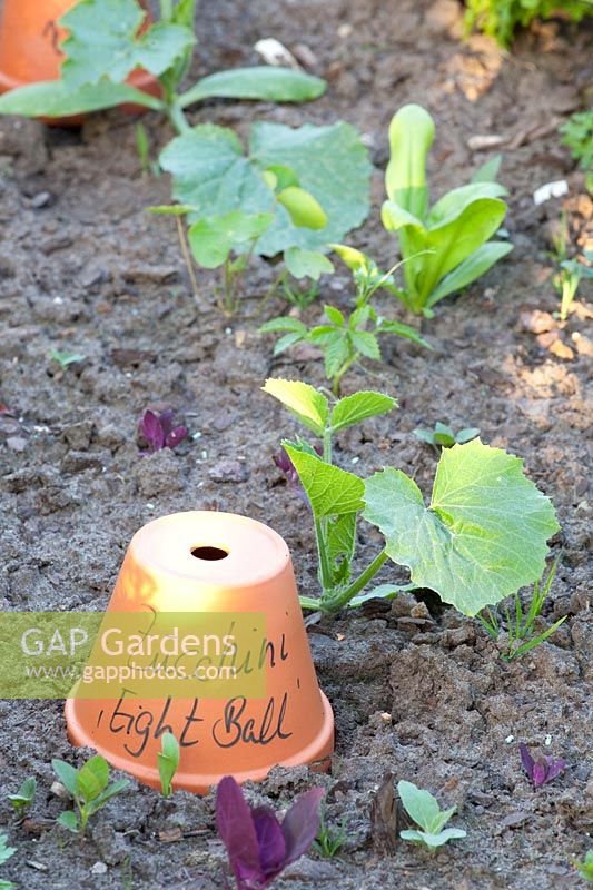 Portrait of young zucchini plants, Cucurbita pepo Eight Ball 