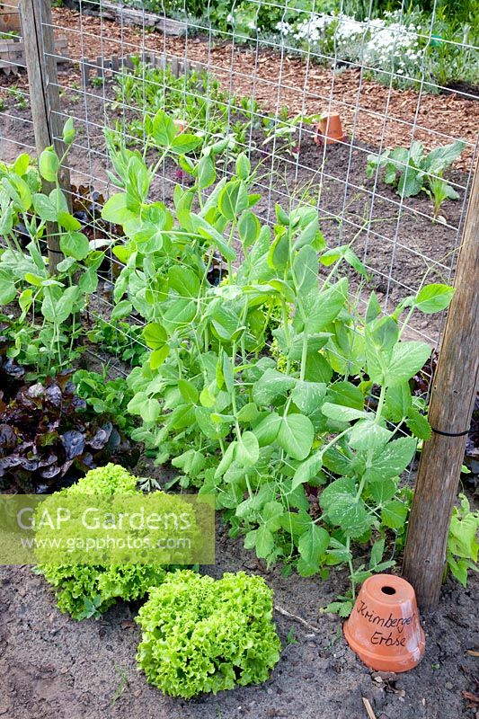 Vegetable garden with sugar snap peas and lettuce, Pisum sativum Krimberger pea, Lactuca sativa 
