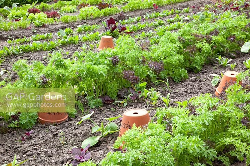 Vegetable garden in early summer, leaf mustard, zucchini, spinach, Brassica juncea var. rugosa, Cucurbita pepo, Spinacia oleracea 