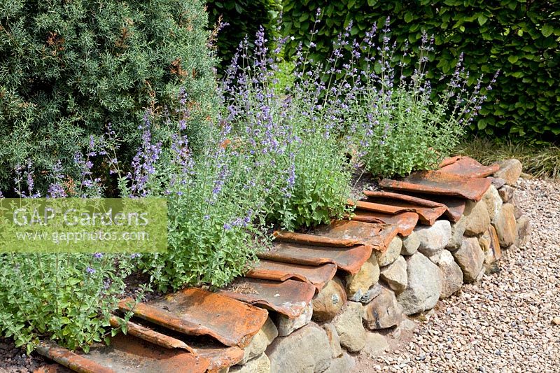 Catnip with border, Nepeta 