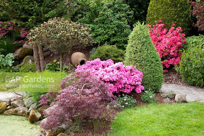 Small bed in May with rhododendron and maple, Rhododendron, Acer palmatum Dissectum Garnet 