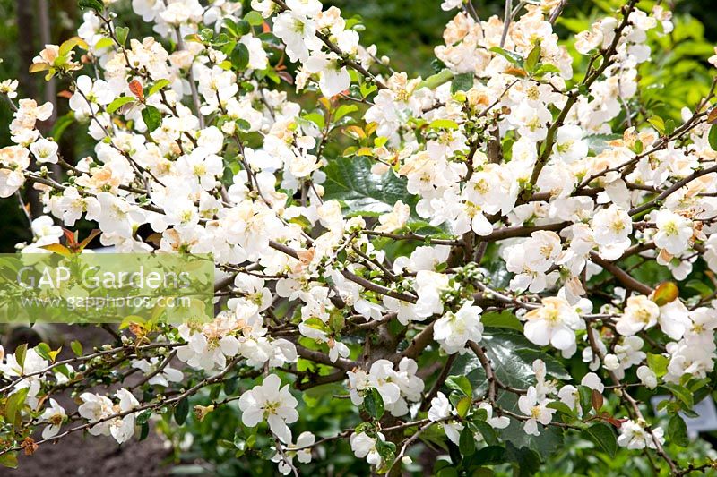 Portrait of flowering quince, Chaenomeles japonica Jet Trail 