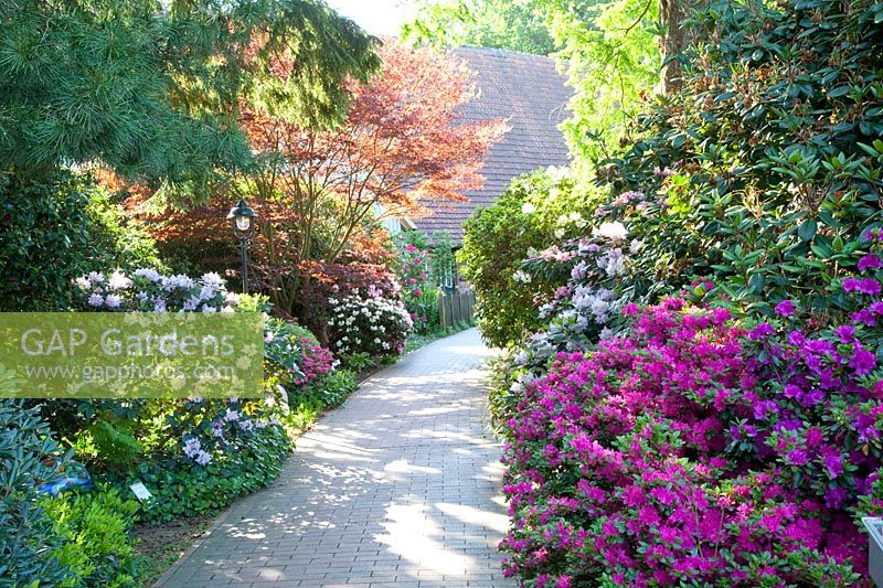 Path lined with rhododendrons, Rhododendron 
