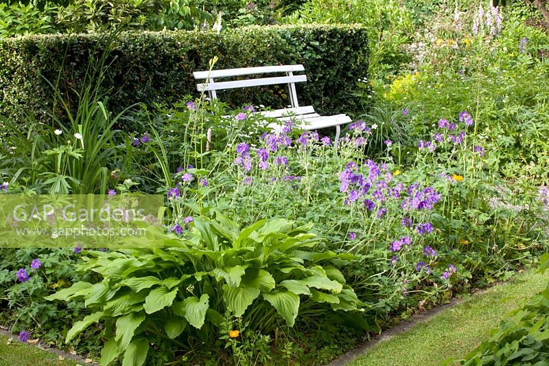 Bed at the edge of the woods, geranium, hosta 