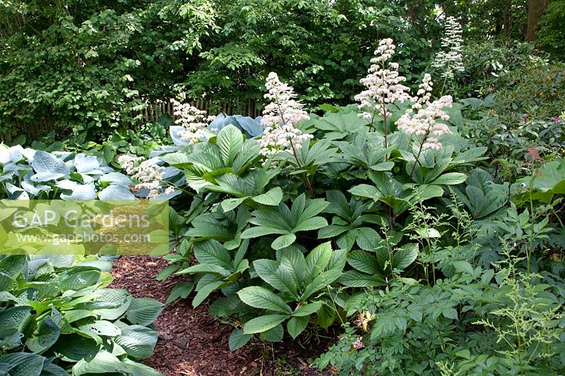 Show leaf, Rodgersia pinnata 