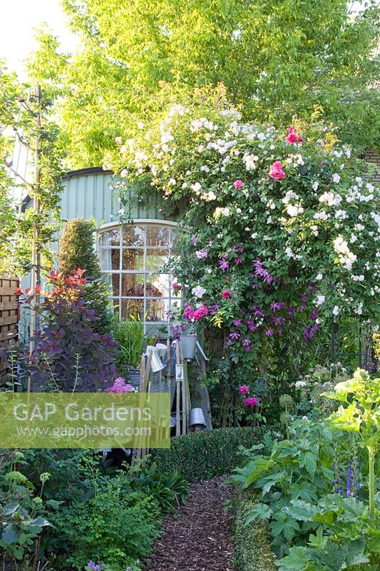 Trailer as a garden house with climbing rose, Rosa Paul's Himalayan Musk Rambler 