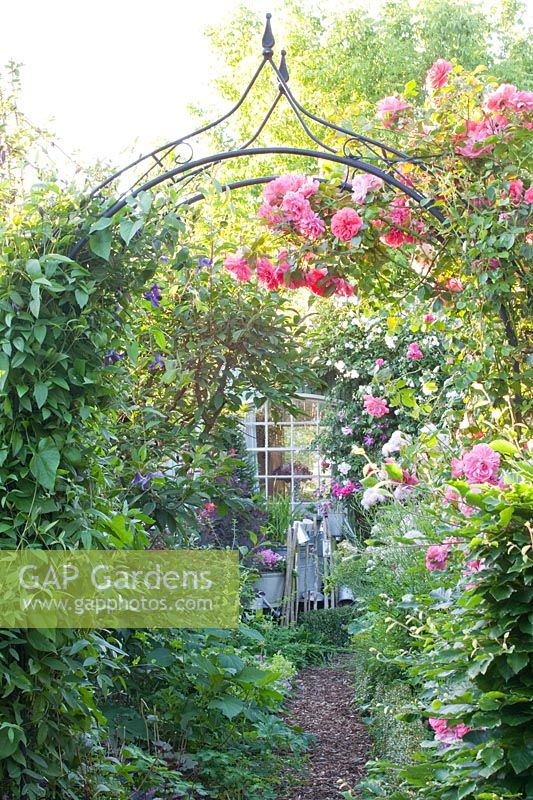 Rose arch with climbing rose, Rosa Rosarium Uetersen 