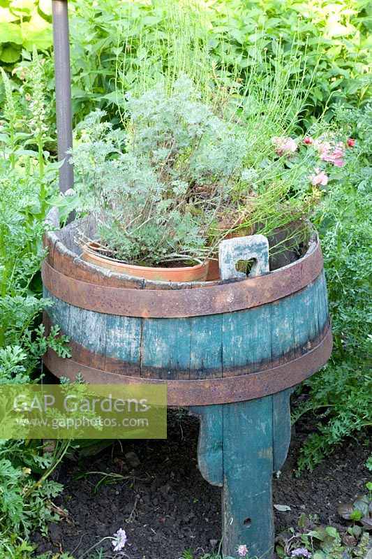 Old barrel with herbs 