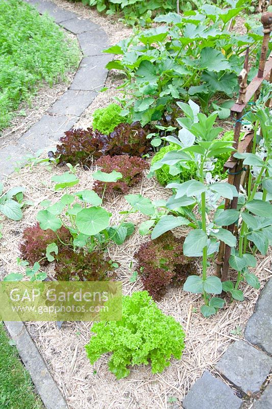 Bed with straw mulch 