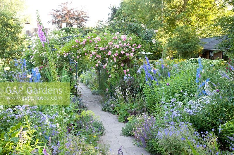 Perennial bed in June, Campanula lactiflora Prichard's Variety, Delphinium, Rosa Compassion 