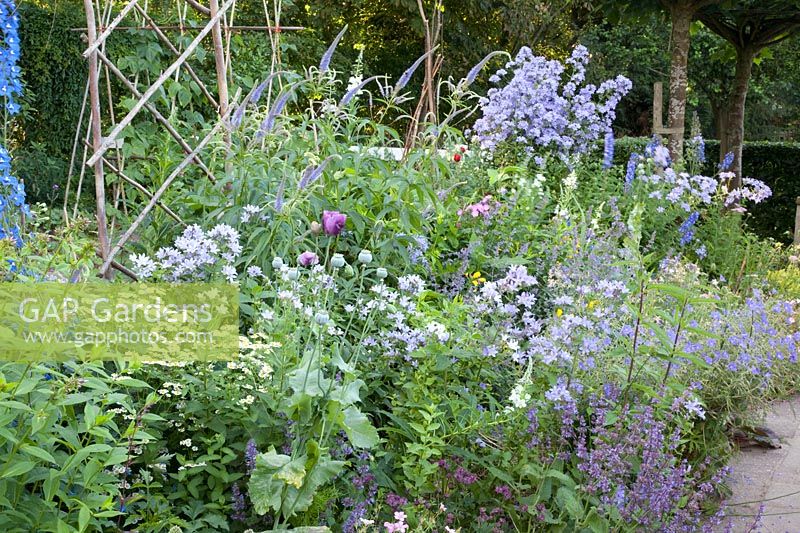 Perennial bed with Campanula lactiflora Prichard's Variety 