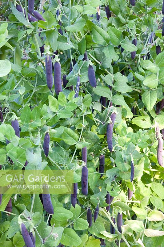 Portrait of nasturtium peas, Pisum sativum Blauwschokker 