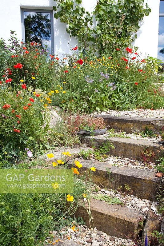 Stairs in natural garden with annuals 