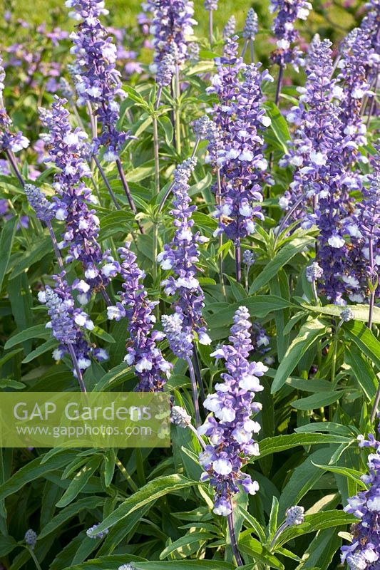 Mealy sage, Salvia farinacea Farina Arctic Blue 