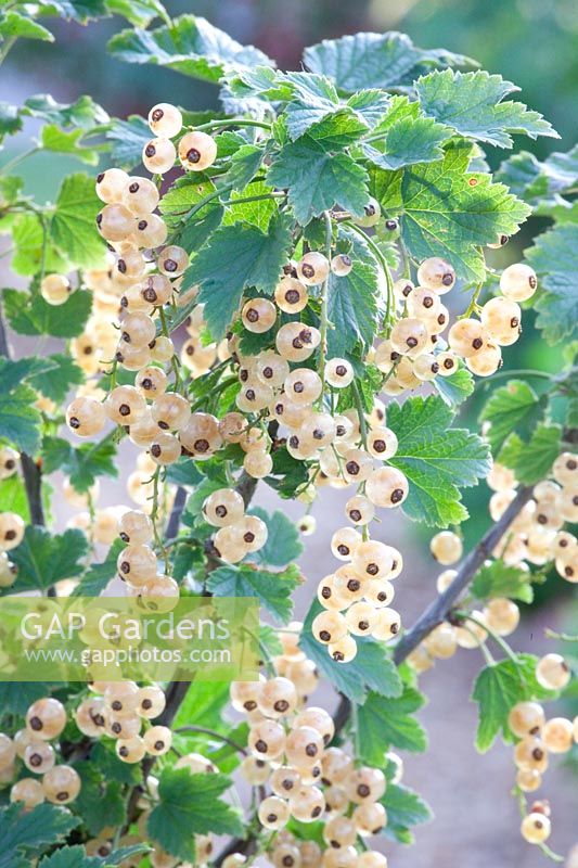 White currant, Ribes rubrum White Versailles 