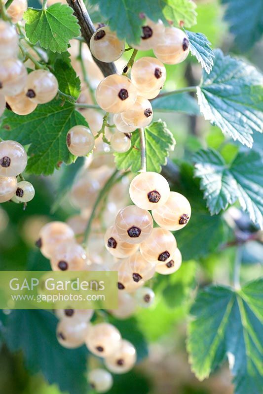 White currant, Ribes rubrum White Versailles 