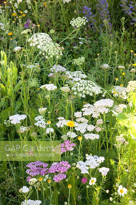 Flower meadow 