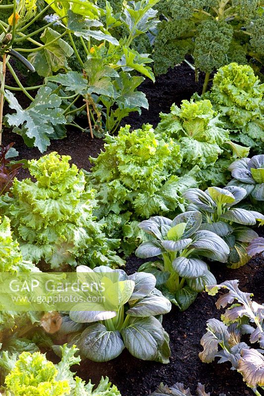 Bed with Pak Choi 