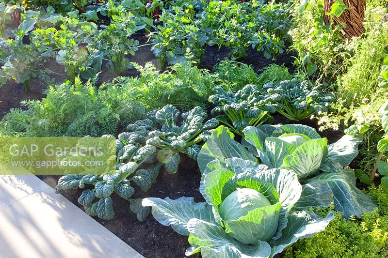 Bed with pak choi, carrots, white cabbage 